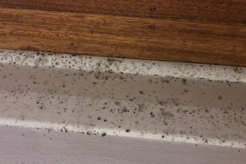 A close up of black and grey coloured mould on a skirting board.