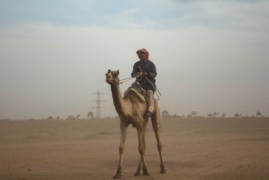 A Bedouin displaced from North Sinai tends camels