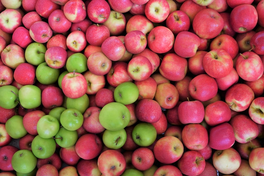 apples wide shot mixed varieties