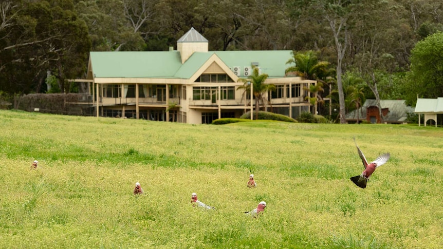 Galah's inhabit the old Belair golf course