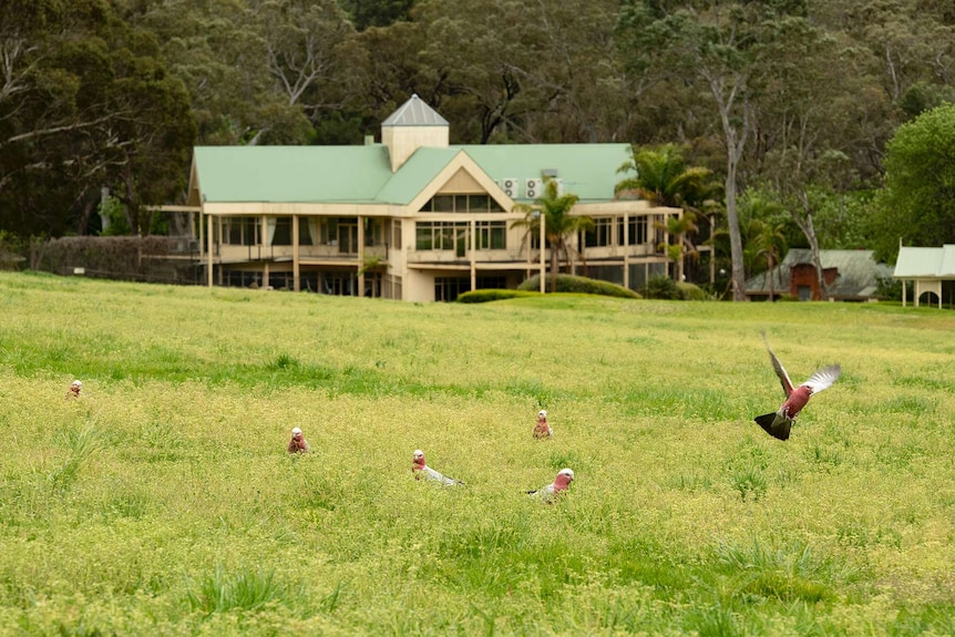 Galahs take flight over green pasture in front of large golf clubhouse