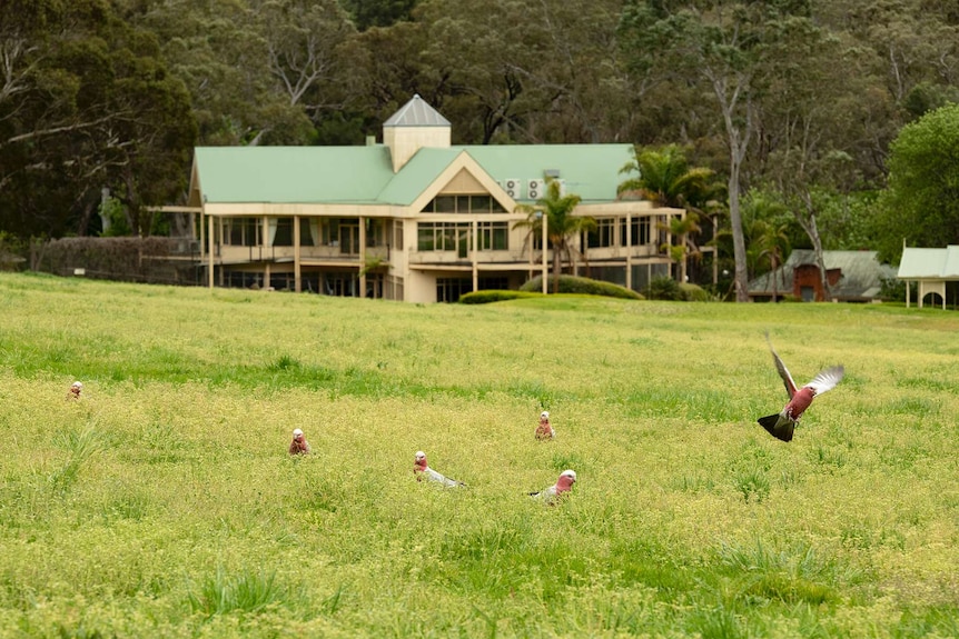 Galah's inhabit the old Belair golf course