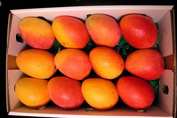 A tray of orangey-red-coloured mangoes