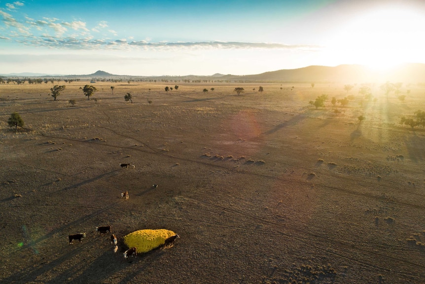 Drone image at sunrise of a paddock with a pile of orange peel surrounded by cattle