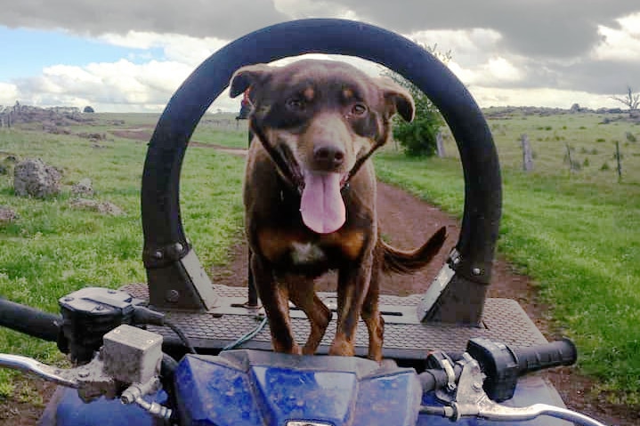 Buddy, a purebred kelpie, stands on a quad bike for a story about dogs at work.