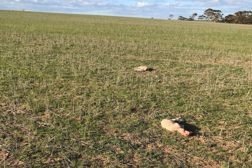 Two lambs attacked by an eagle