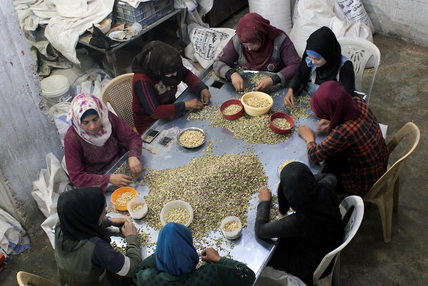 An aerial shot of a group of women in headscarves around a metal table, sorting piles of small nuts 