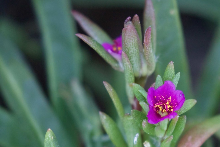 Delicate purple flowers with a large amount of yellow pollen, and juicy leaves like a succulent.