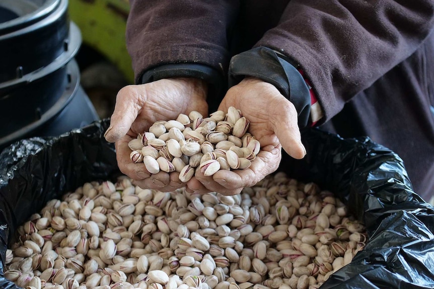 A man is holding raw pistachios in his hand on top of a bucket filled with them.