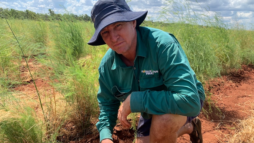 A man in a green work shirt and hat kneeling in some red dirt next to some grass