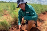 A man in a green work shirt and hat kneeling in some red dirt next to some grass