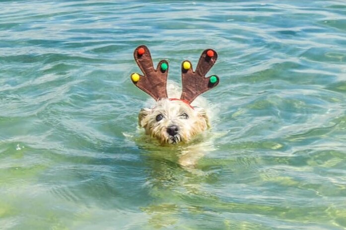 A puppy wearing antlers swims at the beach.