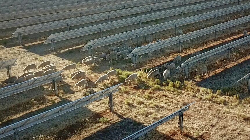 Sheep walking between the rows of solar panels 