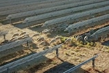 Sheep walking between the rows of solar panels 
