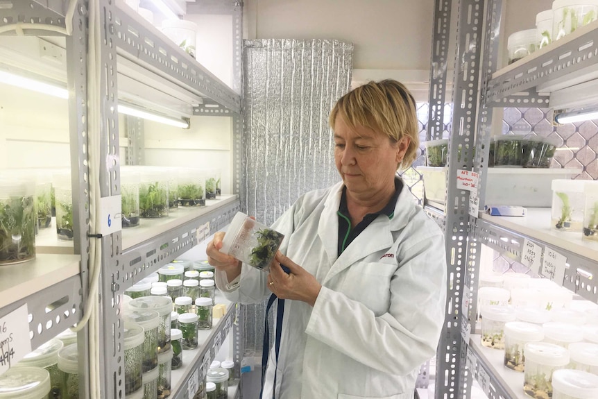 Sharon Hamill analyses one of the banana plants in a container