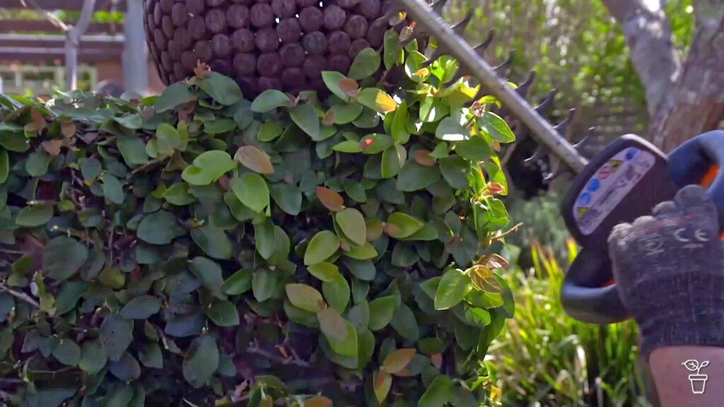 Top Tip | Pruning Creeping Ficus - Gardening Australia