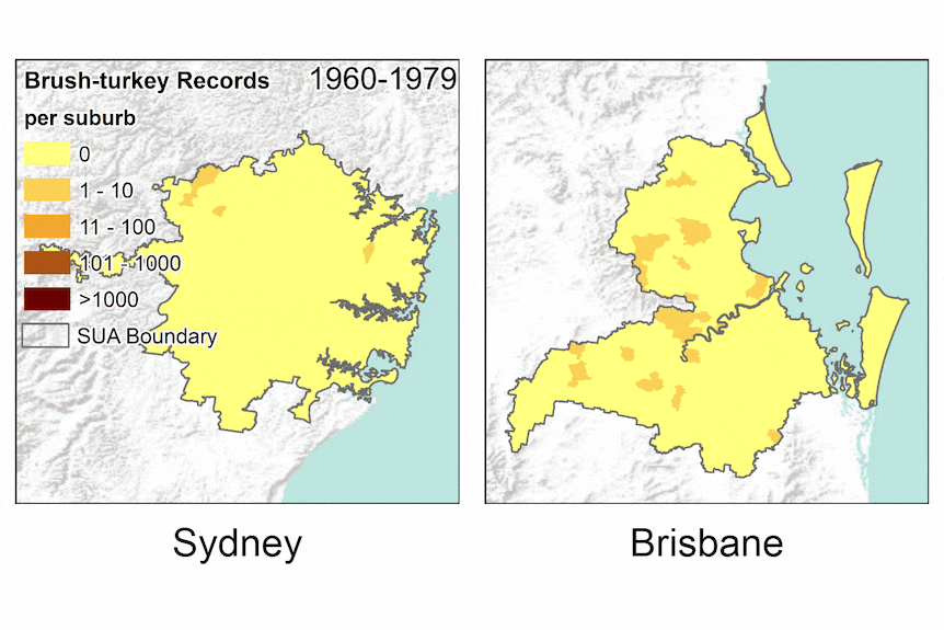 Two maps of the greater Brisbane and Sydney areas showing centralised growth of turkey populations