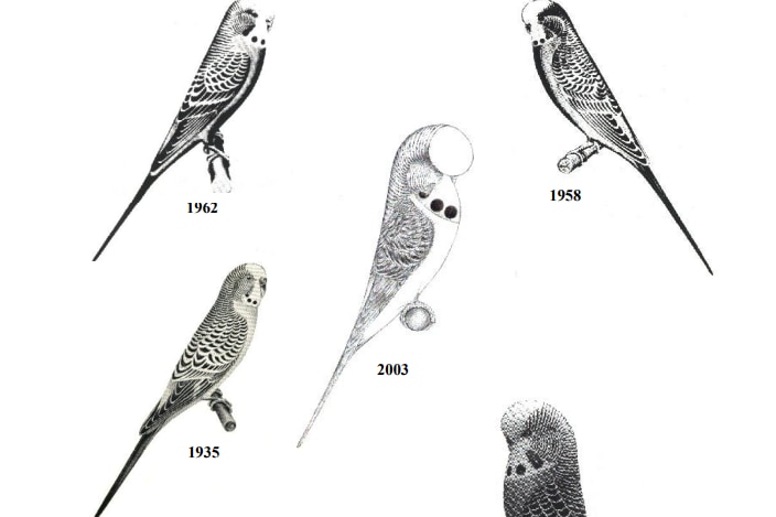 Black and white illustrations of what constituted the "ideal" show budgie over the years