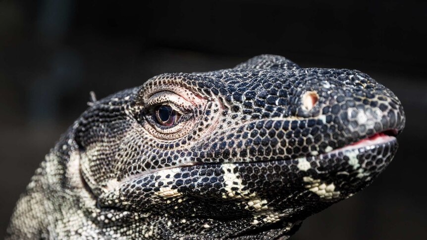 Close up of a lace monitor's head