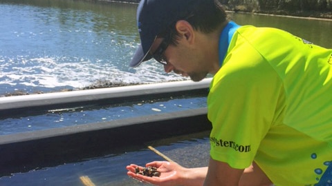 Tasmanian oyster grower Ben Cameron checks oysters