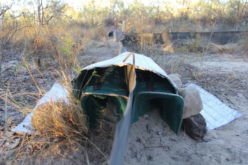 funnel traps either side of a small plastic fence, in scrubland