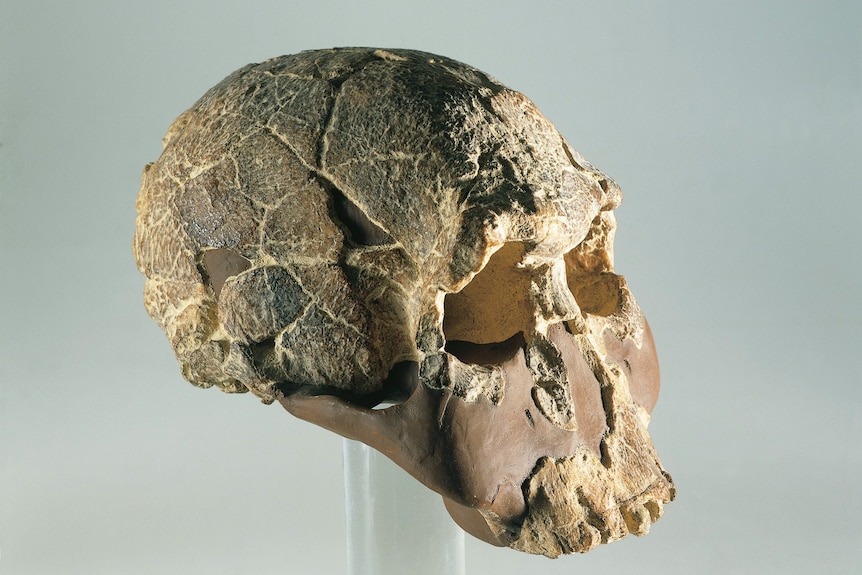 A skull of an ancient human