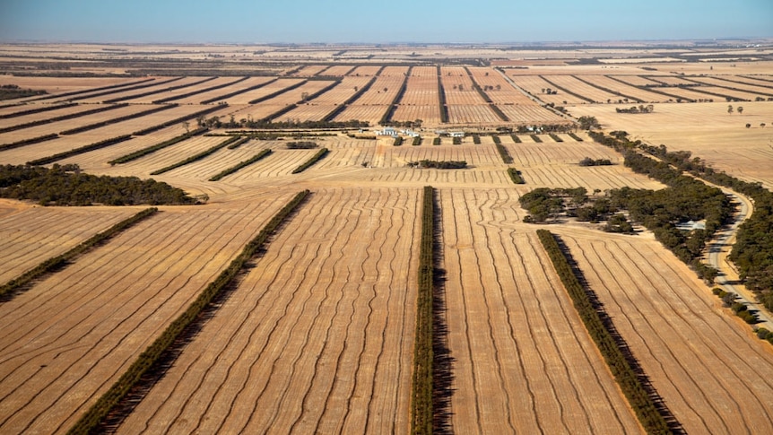 Mallee oil tree belts in WA's wheatbelt