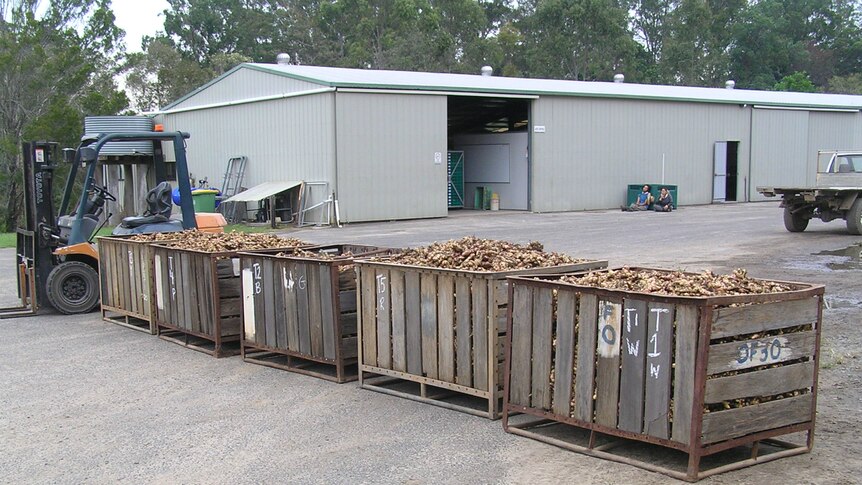 Wooden crates full of ginger in front of a shed.