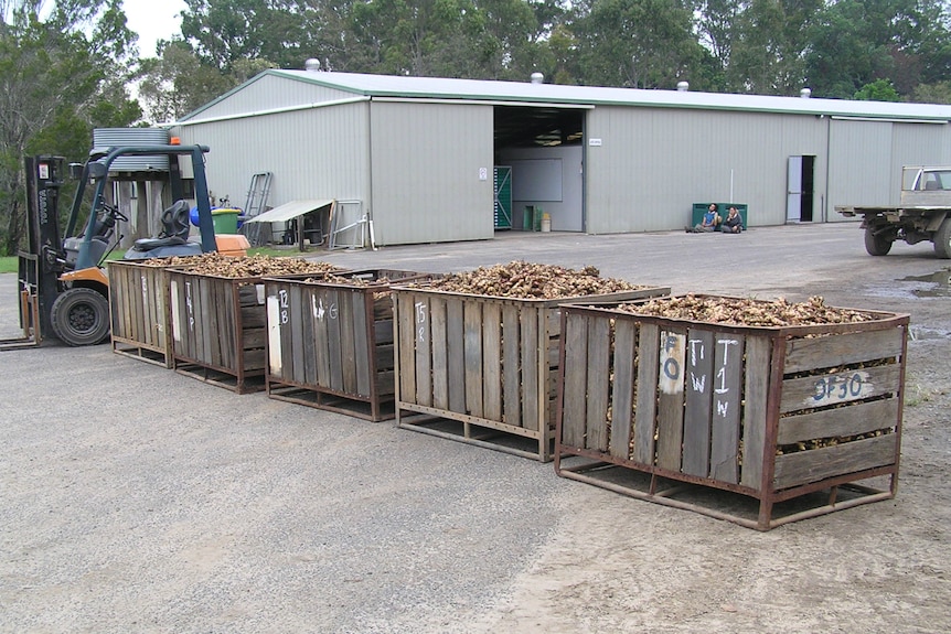 Wooden crates full of ginger in front of a shed.