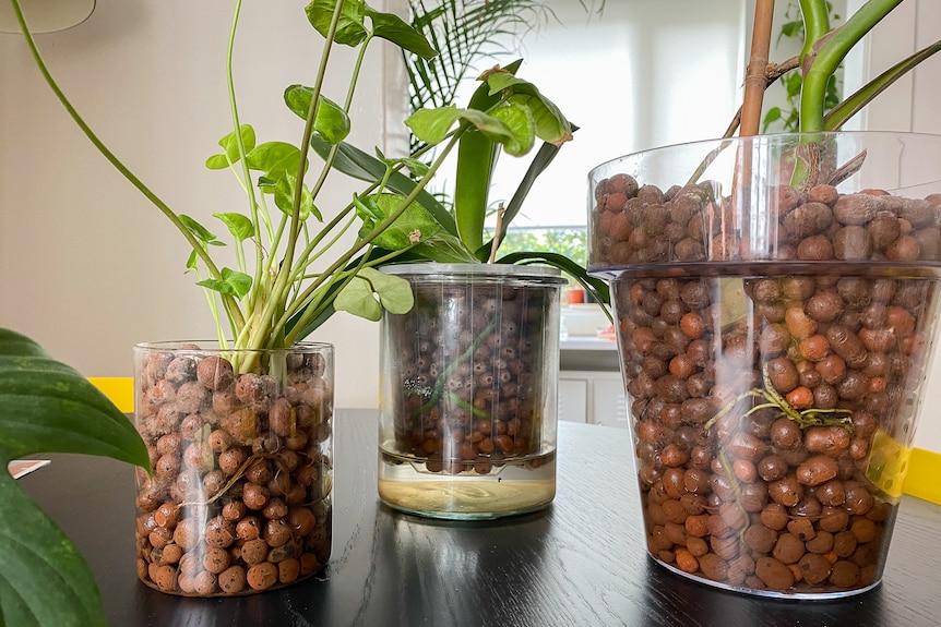 A photo of three different sized green plants in clear pots filled with cmall brown LECA balls