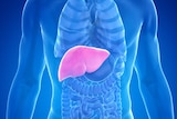 An illustration showing the location of the liver below the lungs in the human torso.