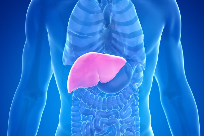 An illustration showing the location of the liver below the lungs in the human torso.