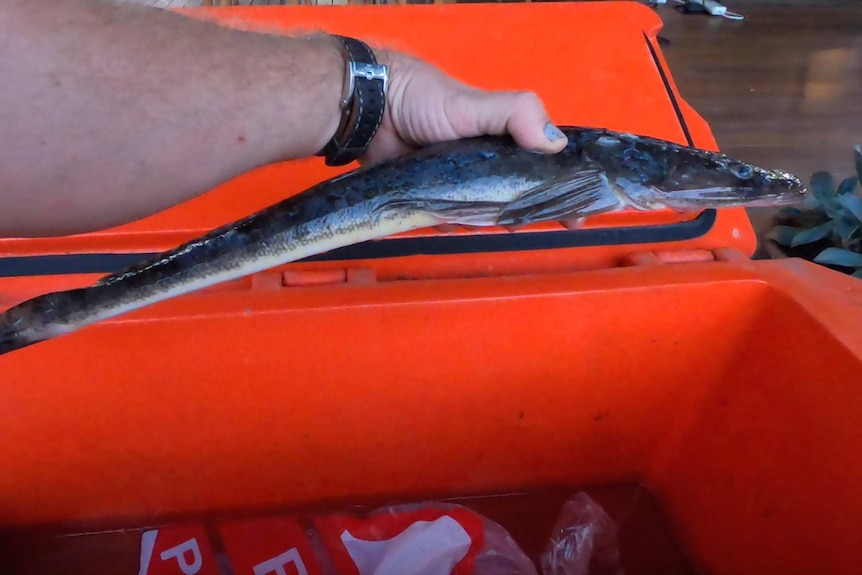 A flathead is held in front of an orange Eski.