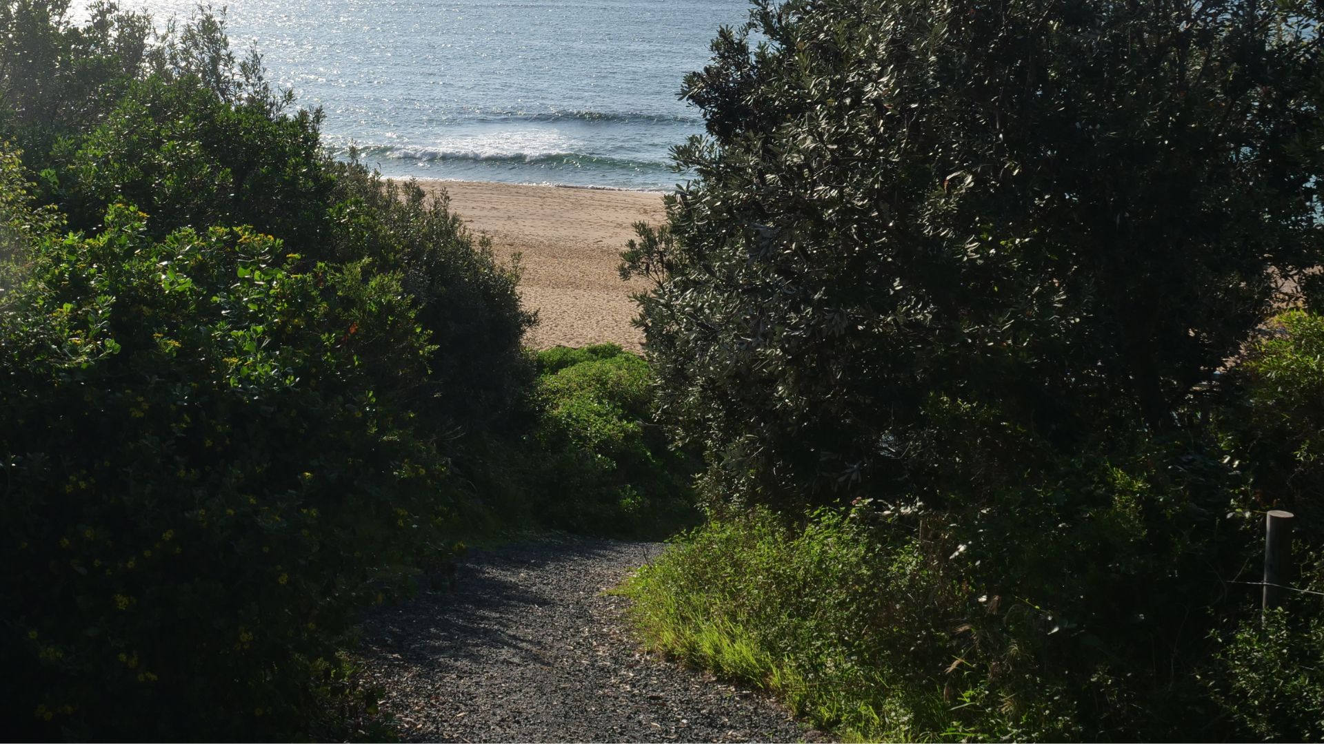 Un paisaje tupido con un camino que conduce a una playa.