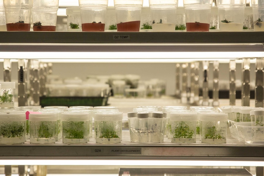 The seed bank at Kings Park science laboratory.