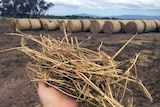 Hay bales in a northern Tasmania paddock