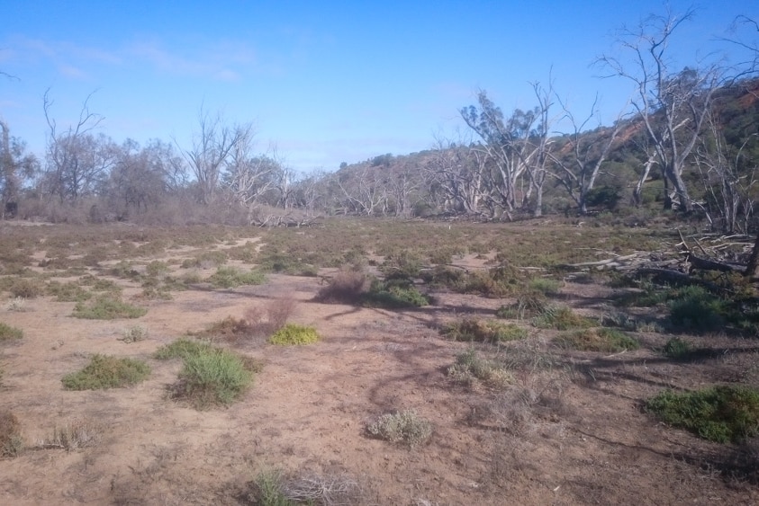 A dry floodplain at the Woolenook Wetland with dead trees.