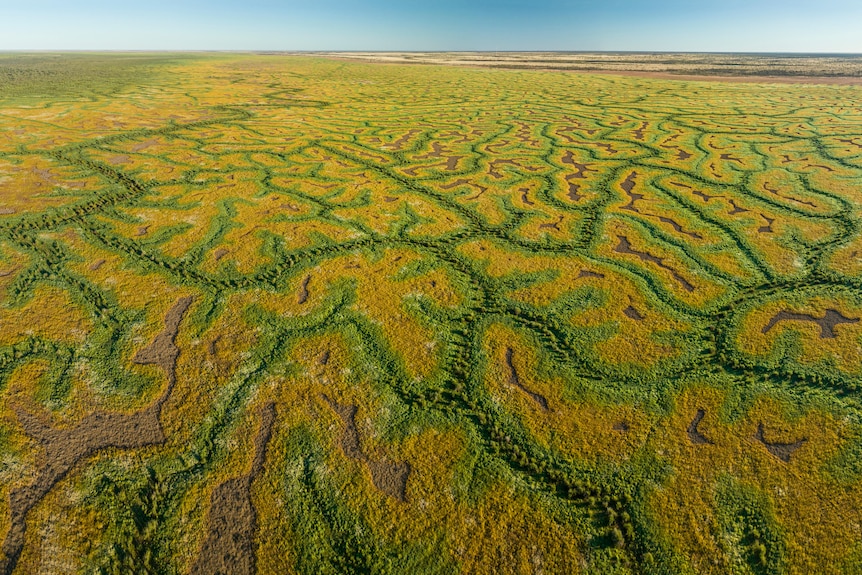 Aerial shot of green and yellow rivers in Queensland