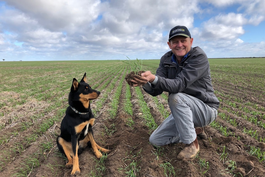 A man wearing a cap, crouching in a paddock, with one knee on the ground, holding soil and plants while his kelpie dog looks on