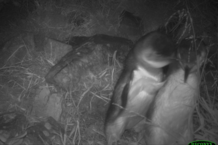 A night vision image of two penguins.
