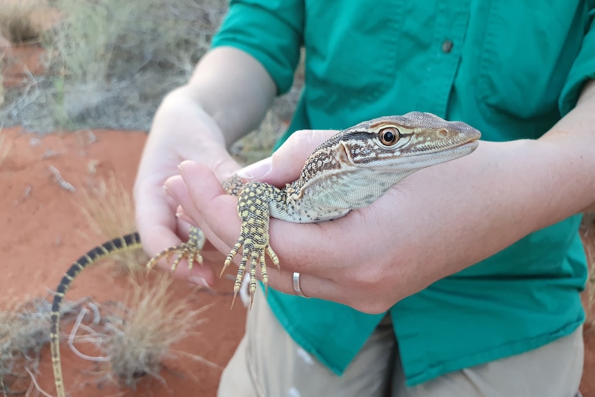 A goanna which was captured in the wildlife reserve.