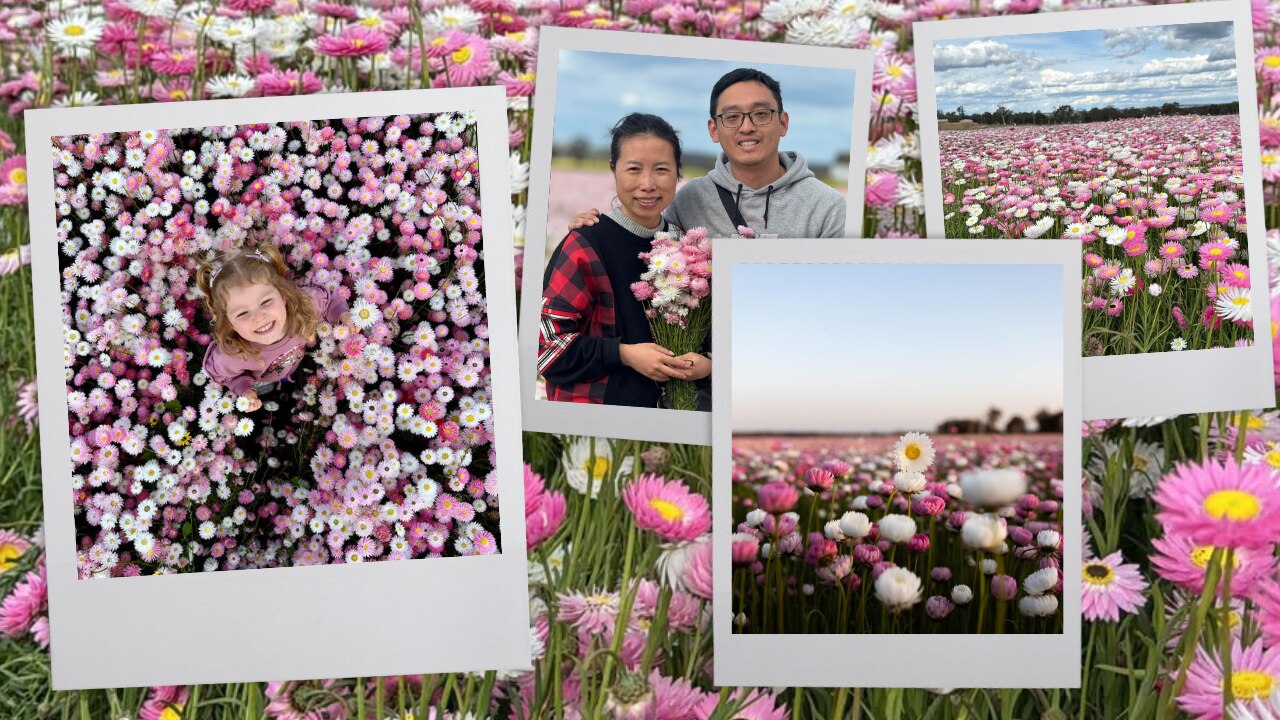 A composite image of different photos of flowers.