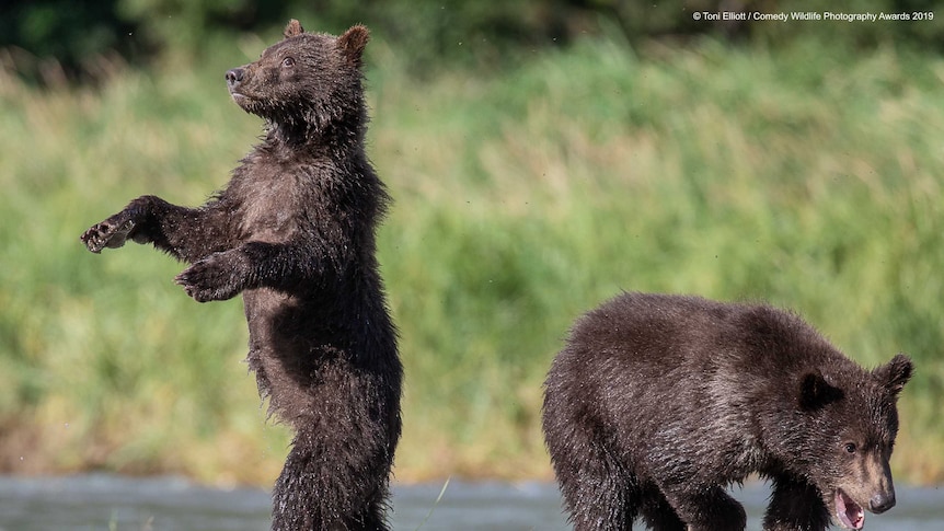 Two grizzly bear babies outside, one is standing