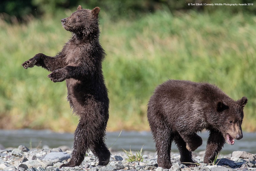 Two grizzly bear babies outside, one is standing