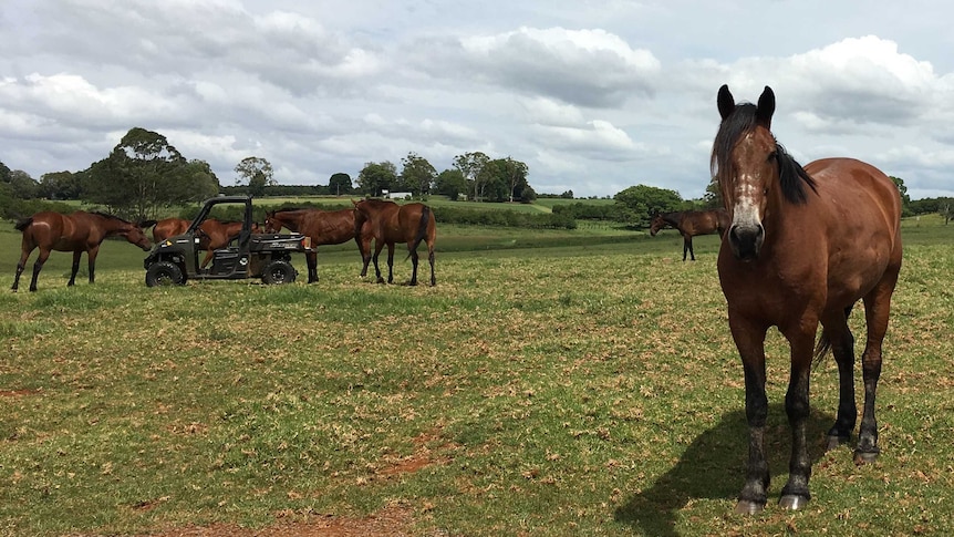 Geldings feeding in paddock