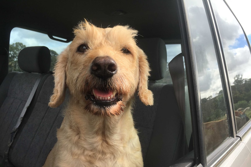 Photo of a dog sitting in the back seat of Dick Schroder's landcruiser.