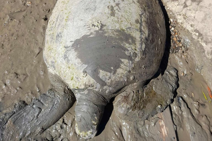 A turtle lying in mud with a grey shell