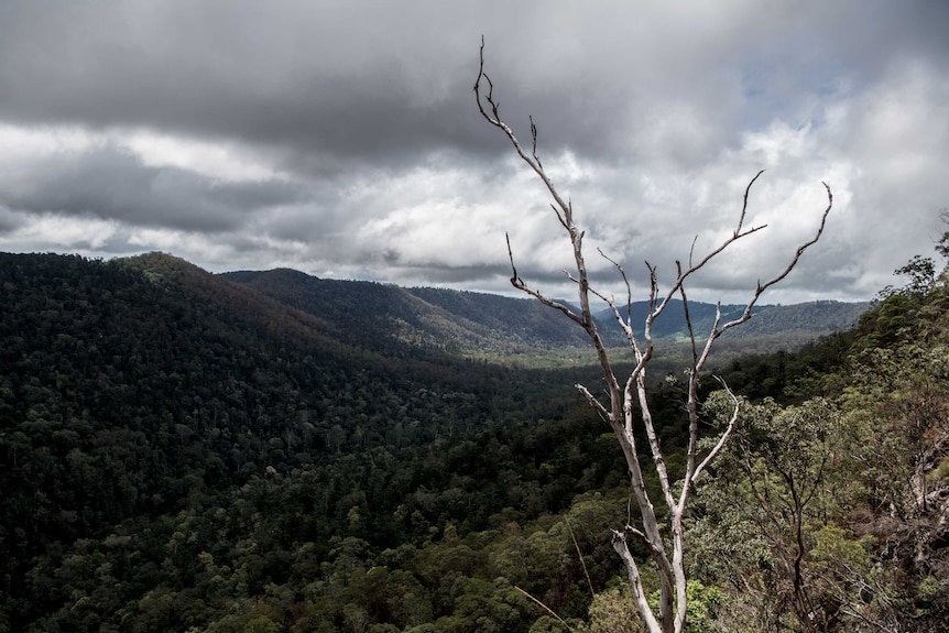 A wide photo of the Coomera Valley.