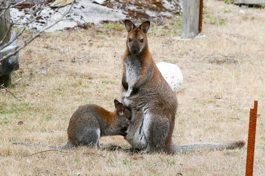 A mother and baby wallaby, one looking at the camera.