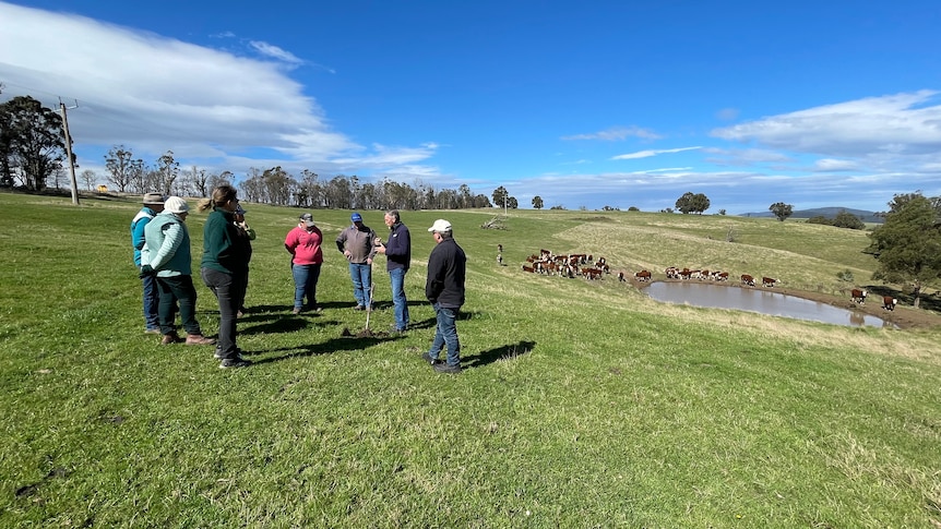A group of farmers stand on green pasture in a paddock with cows around a dam in the background